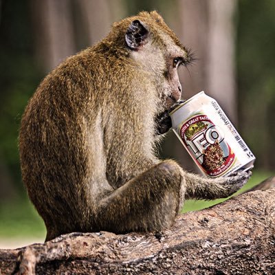 PonchoBlanco8's profile picture. Monkey In Charge of Bananas