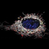 Szabadkai Lab (@szabadkailab) 's Twitter Profile