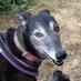 Lola Lurcher 💙🇺🇦 (@mustoerachel) Twitter profile photo Lola Lurcher 💙🇺🇦 (@mustoerachel) Twitter profile photo