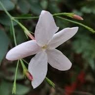 Jasmin72389707's profile picture. 