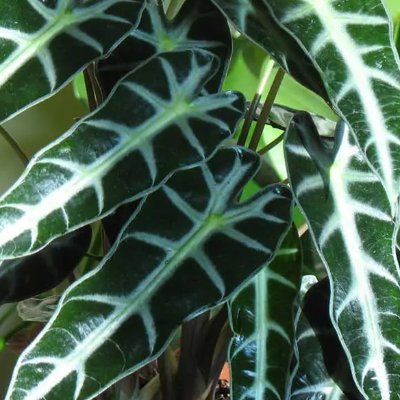 ALOCASIA: an online quarterly journal of queer plant-based writing

EIC: @petitobjetb

💌 https://t.co/9DBcfAohuG

Closed for new work til June 20, 2024