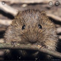OrkneyVole (@voleorkney) 's Twitter Profile Photo OrkneyVole (@voleorkney) 's Twitter Profile Photo
