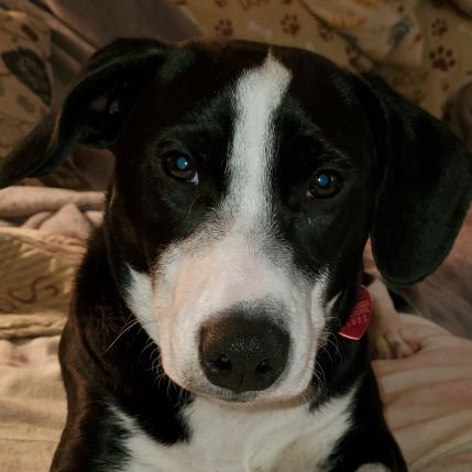 mhdeplorable's profile picture. #UltraMAGA Navy Vet, Married to a Marine, dog mom, precinct delegate #Patriot #Constitution #LGB #genxvibes #reddawn #justsayno