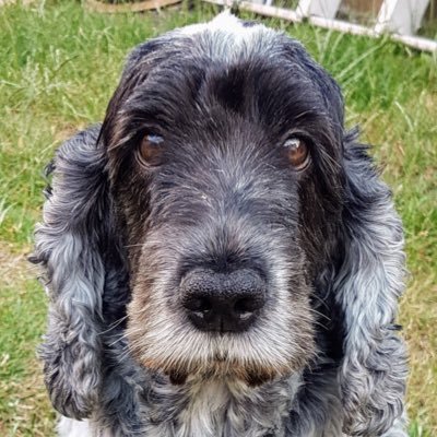 Cocker Spanna. Mad as a box of frogs 🤪