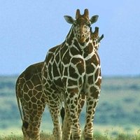ArcadianPrince 20 (@jtiger360) 's Twitter Profile