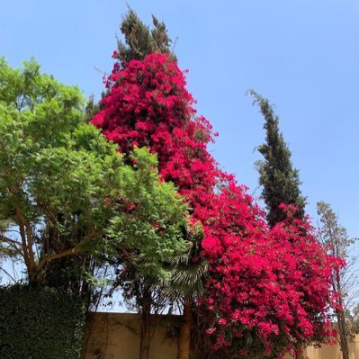 Gumaan91423277's profile picture. لا فقر أعظم من الجهل