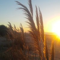 Pablo Daniel (@kovacs_pablo_rd) 's Twitter Profile