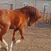 Hairy-Knotty (@fabulozoohorse) Twitter profile photo Hairy-Knotty (@fabulozoohorse) Twitter profile photo