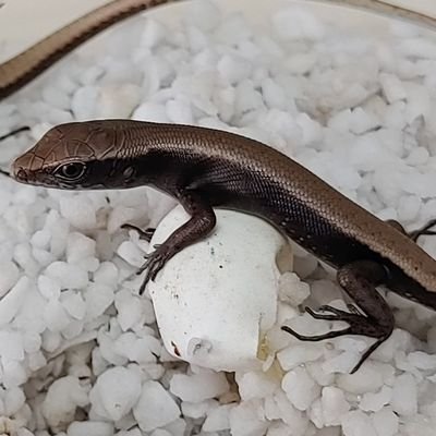 飼ってるナミヘビとヤモリとスキンク
の写真ばかりです