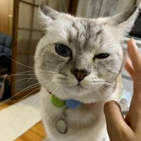 猫好きアミシィと小梅ちゃんとリンちゃん (@amiamisy0818) 's Twitter Profile