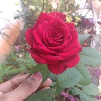 Naseema Banu (@naseemanihad) 's Twitter Profile