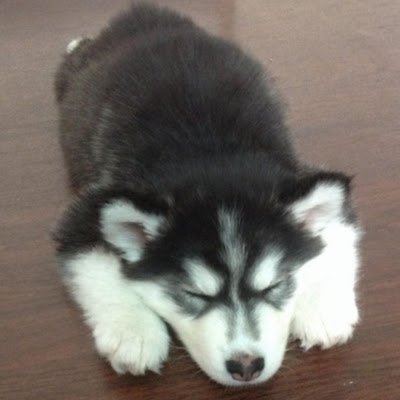 nian_ang's profile picture. 