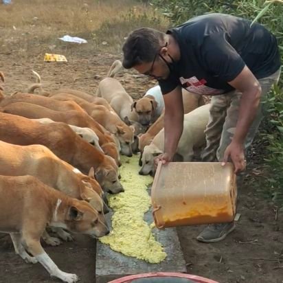 The journey of Stray Dogs & Feeder together.
#straydogsfeeder