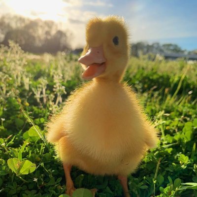 pilence2's profile picture. Когато наближава буря, някои строят стени, други - вятърни мелници.