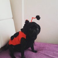 Yoda Polis Köpkesi (@yodiksimiko) Twitter profile photo