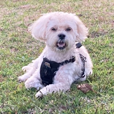 pinkspikez's profile picture. 