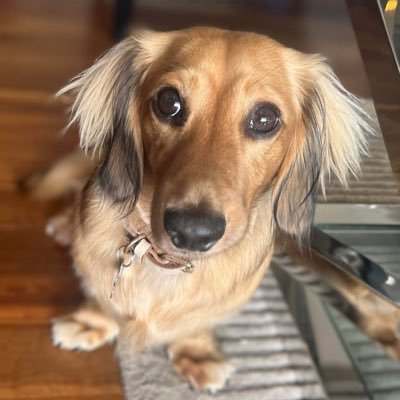 Long haired mini dachshund who loves food, toys and sleeping!       Instagram - https://t.co/UGLq7kJ47d…