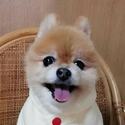 ポメラニアン🐶プリン♂
ボール遊び⚾お散歩大好き💕
性格　マイペースなおっとり🐾🐾
2022年4月19日プリンお空組🌈14歳4ｹ月🐶🐾
いつも笑顔のプリンの思い出💛