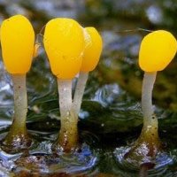 Killyconny Bog Project (@projectbog) 's Twitter Profile