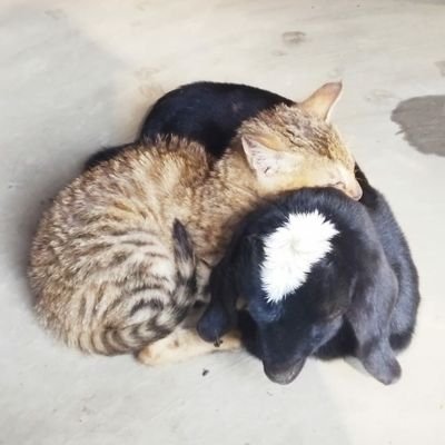 asifidreeshi786's profile picture. 