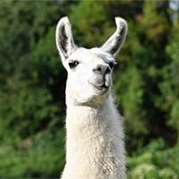 FrLlamaSJ's profile picture. and also with you. He/llama.