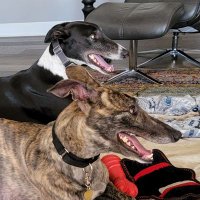 Dash and Amber (@sleepzoomsleep) 's Twitter Profile Photo Dash and Amber (@sleepzoomsleep) 's Twitter Profile Photo