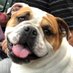 emmathebulldog (@emmathebulldog) Twitter profile photo emmathebulldog (@emmathebulldog) Twitter profile photo