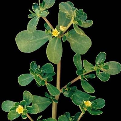 a_beldroega's profile picture. 