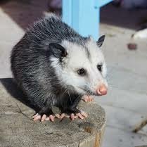 Opossum