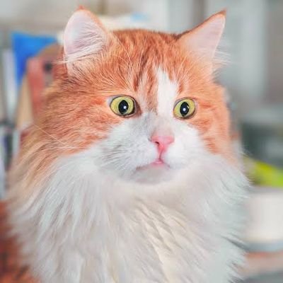 KlongchanP's profile picture. Money honey funny