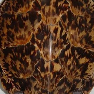 Che_Ra_Su's profile picture. 