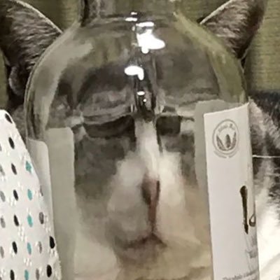 reginajinn's profile picture. yea I’m a bit chaotic in my head