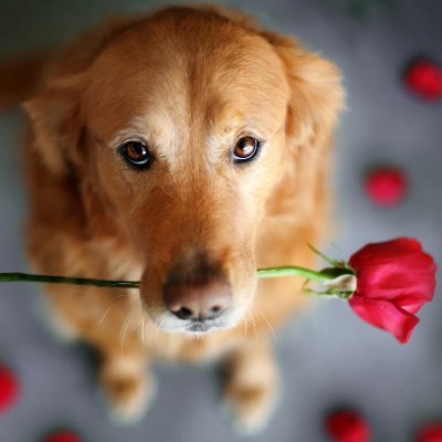 sunriseforever6's profile picture. 私は海が私の人生に喜びをもたらすので大好きです、私は航海して世界を探検することを嬉しく思います
