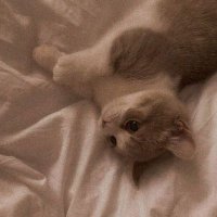 gataa (@agathaalc) 's Twitter Profile