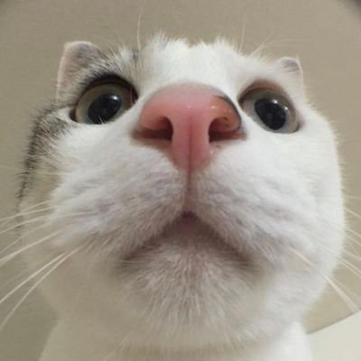 @justsmallant