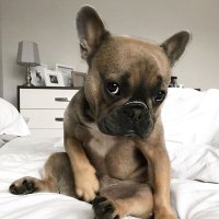 French bulldog Lovers Community(@AndreBulldogusa) 's Twitter Profile Photo