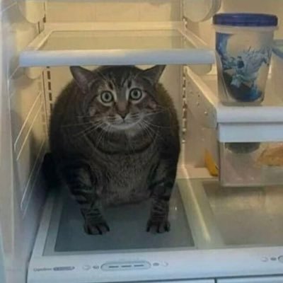 hollerbackguy's profile picture. 