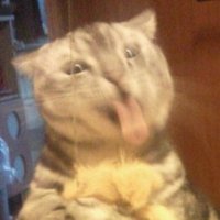 脂肪フラグ (@metabojunsan) 's Twitter Profile