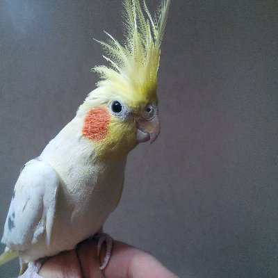 bedirhanGunes21's profile picture. Hayırdır kardaş