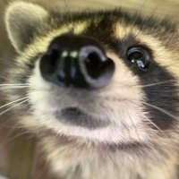 Juno (@puppy_bra1n) 's Twitter Profile