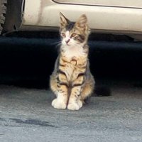 Hayal Dünyam (@esmerdata) 's Twitter Profile