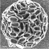 MEM team (@microbiomin) 's Twitter Profile
