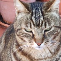 Anna Maria ☮️🇮🇹🇪🇺🌹 (@annamar08591206) 's Twitter Profile Photo Anna Maria ☮️🇮🇹🇪🇺🌹 (@annamar08591206) 's Twitter Profile Photo