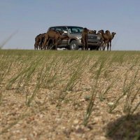 مشعل حمدان الصقري (@mshlaln84201342) Twitter profile photo