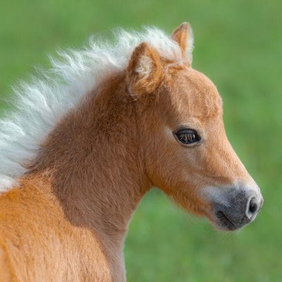 PolitiPony Profile Picture