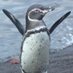 Tyler the Warm Weather Penguin (@angry_penguin2) Twitter profile photo