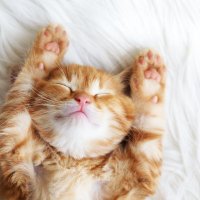 Webinar Kitty (@webinarkitty) 's Twitter Profile