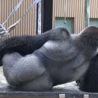 gorillagx@浪人生 (@gorillagx_2022) 's Twitter Profile