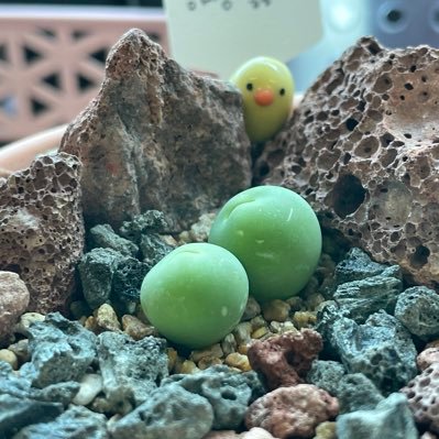 agkfpme's profile picture. 고양이도 강아지도 식물도 좋아합니다 인간은 안 좋아합니다 잡덕이라 여러가지에 좋아요를 누릅니다 가끔 헛소리도 합니다