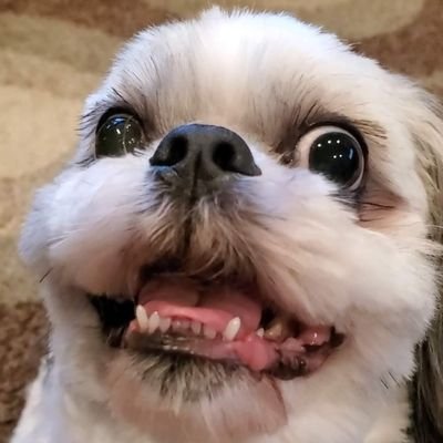 TheRealChileDog Profile Picture